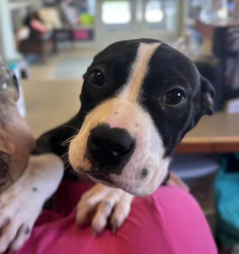 A baby medium-sized female Tricolor (Brown, Black, & White) Pit Bull Terrier dog named Pattie for adoption in Kalamazoo, MI