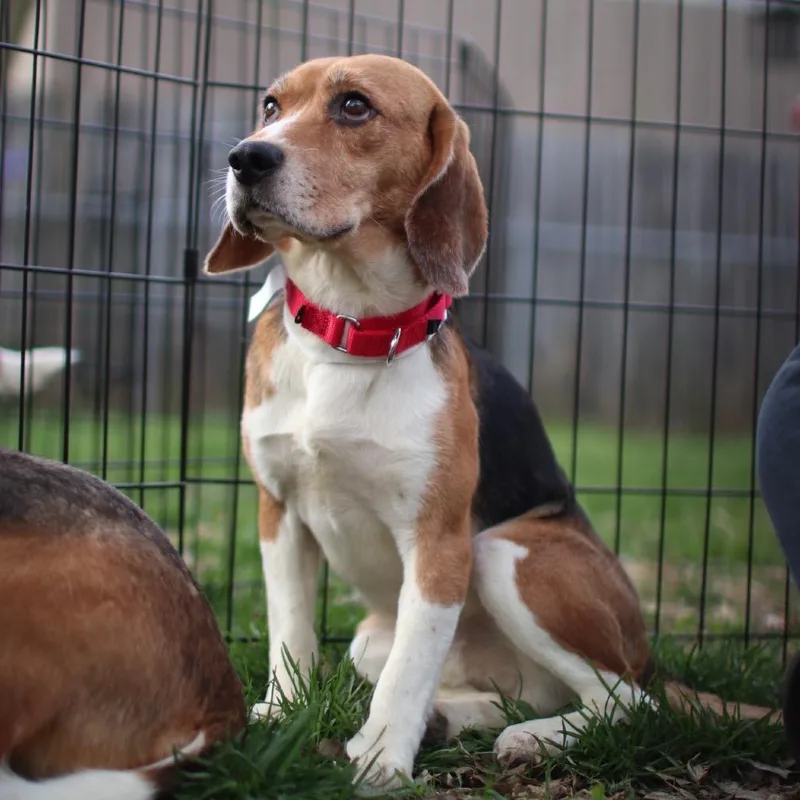 An adult medium-sized male Black Beagle dog named Zephyr for adoption in Rochester, MN