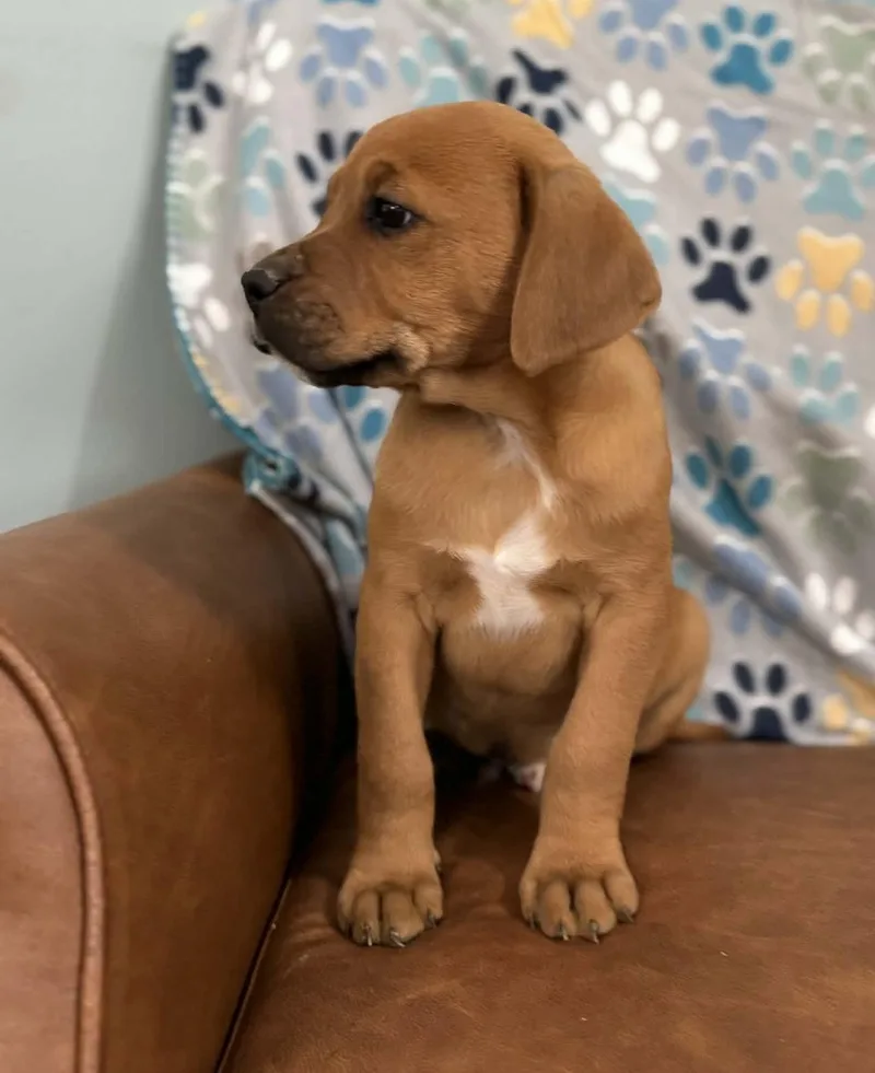 Dj Dazzling thumbnail 2