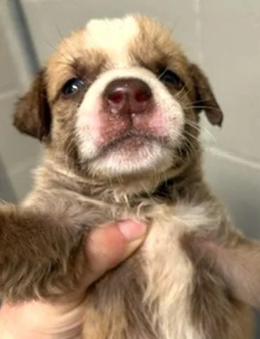 A baby medium-sized female Mixed Breed dog named Bridget for adoption in Madison, NJ
