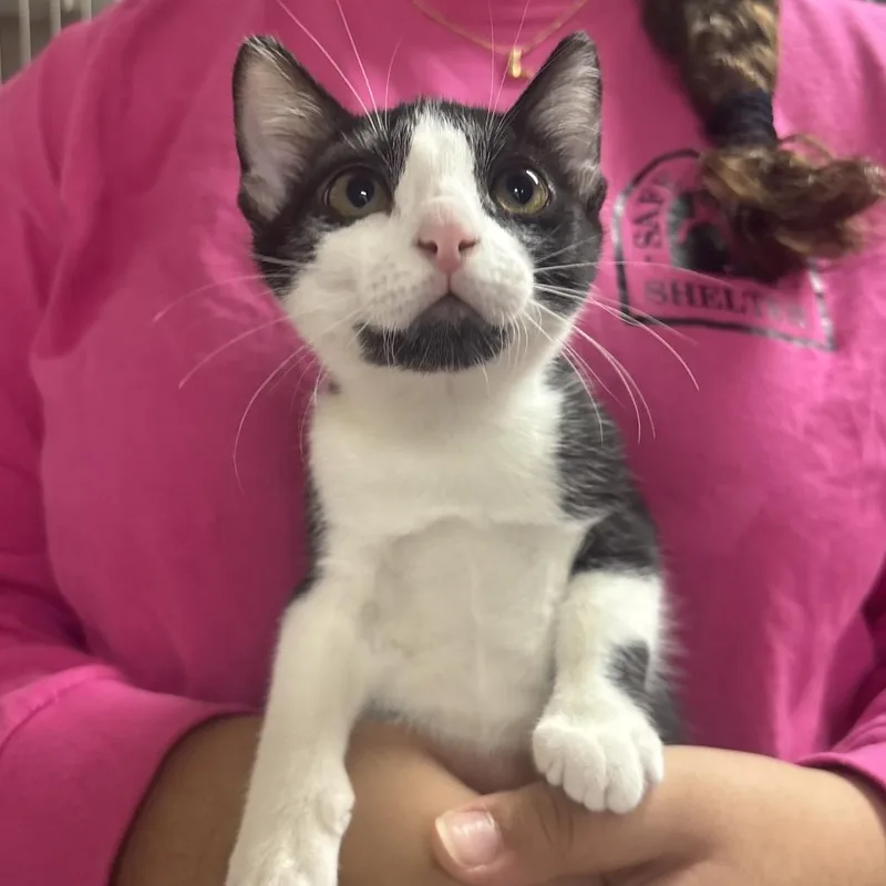 A baby small-sized female Domestic Short Hair cat named Figaro for adoption in Middleburg, FL
