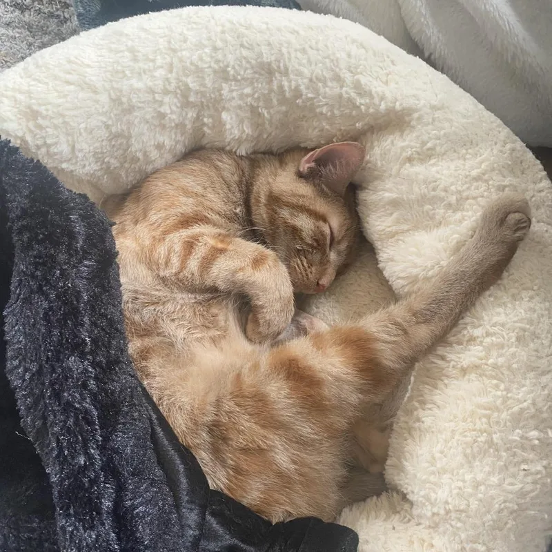 A young medium-sized female Orange / Red Domestic Short Hair cat named Chuua for adoption in Wheeling, IL