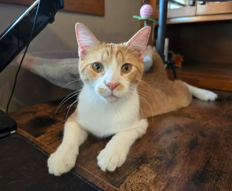 A young medium-sized male Orange & White Domestic Short Hair cat named Washington for adoption in Sioux Falls, SD