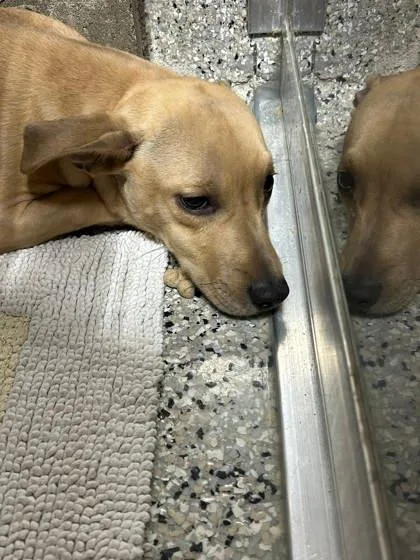 An adult small-sized male Carolina Dog dog named Oscar for adoption in Parma, OH