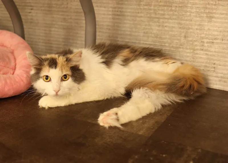 A young medium-sized female Dilute Calico Dilute Calico cat named Persimmon for adoption in Mira Loma, CA
