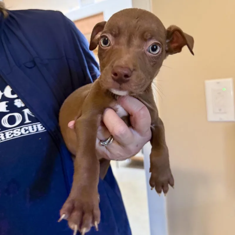 A baby small-sized female Brown / Chocolate Chihuahua dog named Tiny for adoption in Agoura Hills, CA