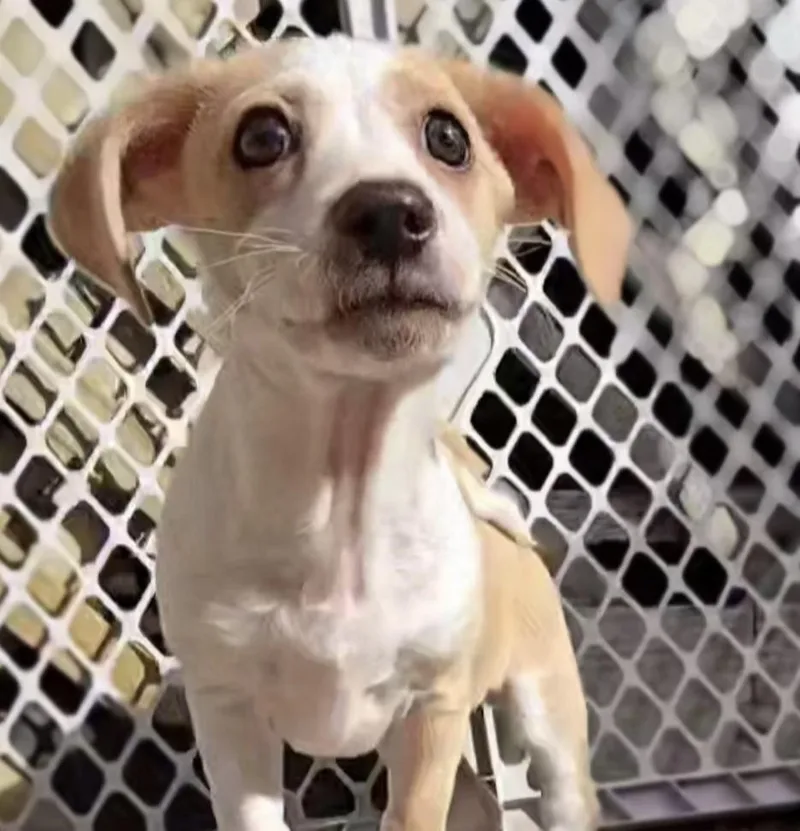A baby small-sized male Tricolor (Brown, Black, & White) Chihuahua dog named Beanie for adoption in Running Springs, CA