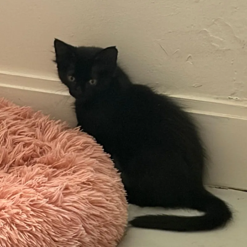 A baby small-sized female Domestic Short Hair cat named Iris for adoption in West Palm Beach, FL