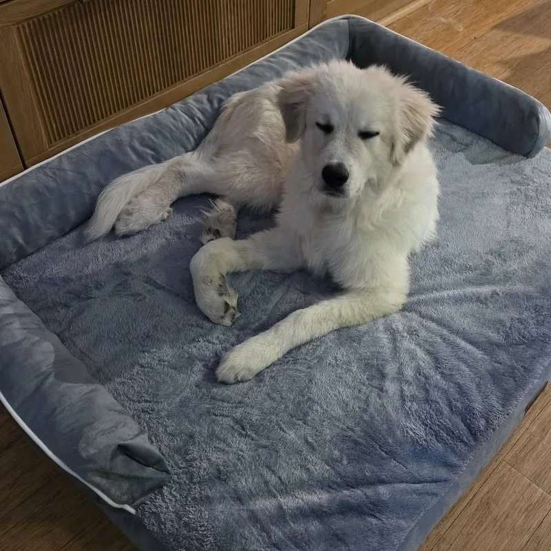 A young large-sized male Great Pyrenees dog named Cloud McFluffy for adoption in Atlanta, GA