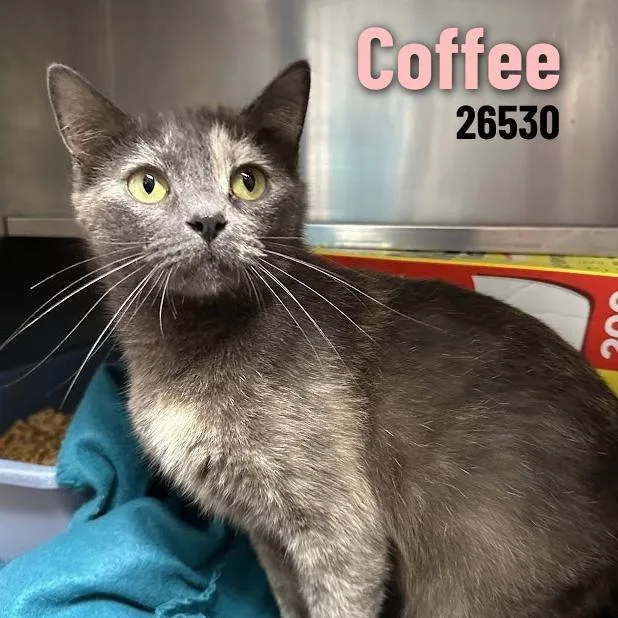 An adult medium-sized female Domestic Short Hair cat named Coffee for adoption in Oak Ridge, TN
