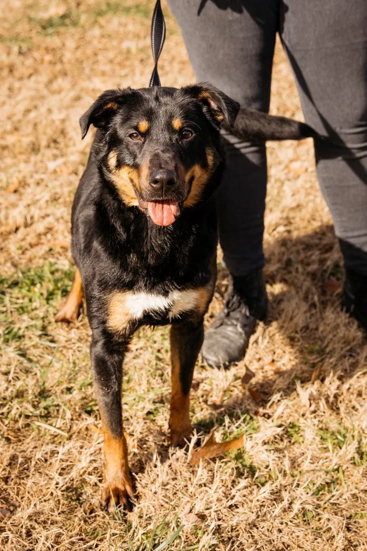 A young medium-sized male Red / Chestnut / Orange Shepherd dog named Mickey for adoption in Harrison, AR