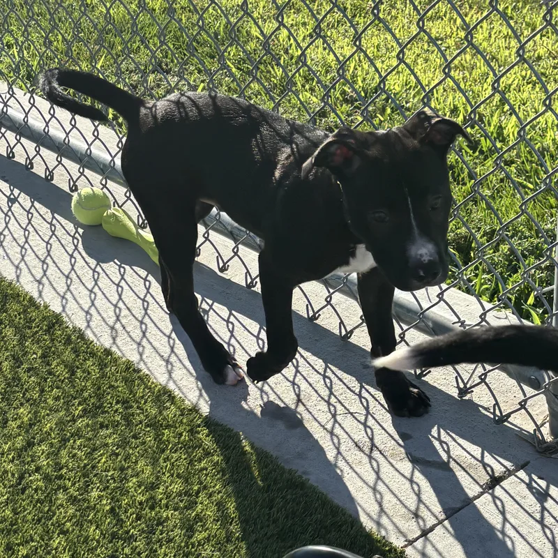 A baby medium-sized male Black Pit Bull Terrier dog named Benedict for adoption in Liberty, MO