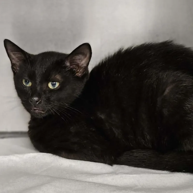 A young small-sized female Black Domestic Short Hair cat named Magnolia for adoption in Martinsville, VA