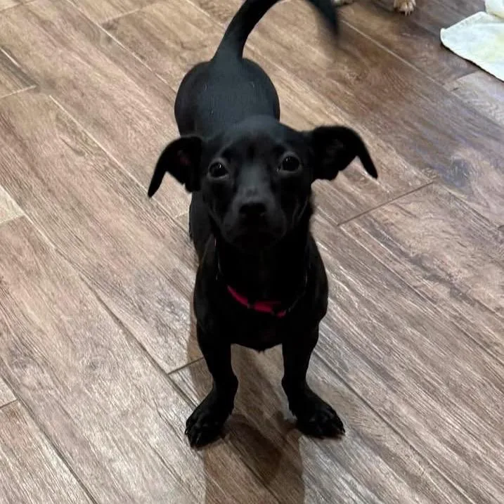 Nova