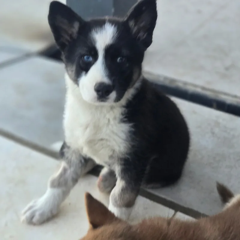 A baby medium-sized male Black Husky dog named Ned for adoption in Sonora, CA