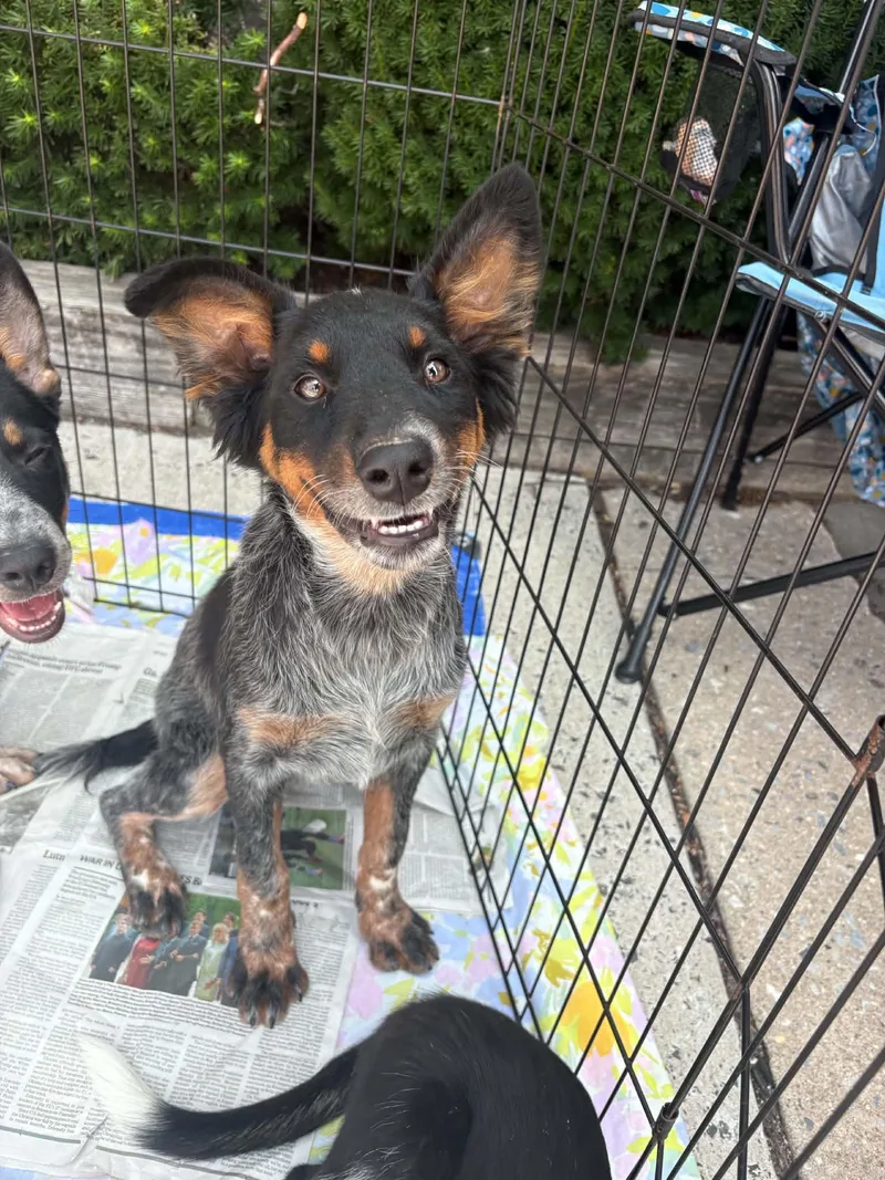 A baby small-sized female Australian Cattle Dog / Blue Heeler dog named Cheerio for adoption in Havertown, PA