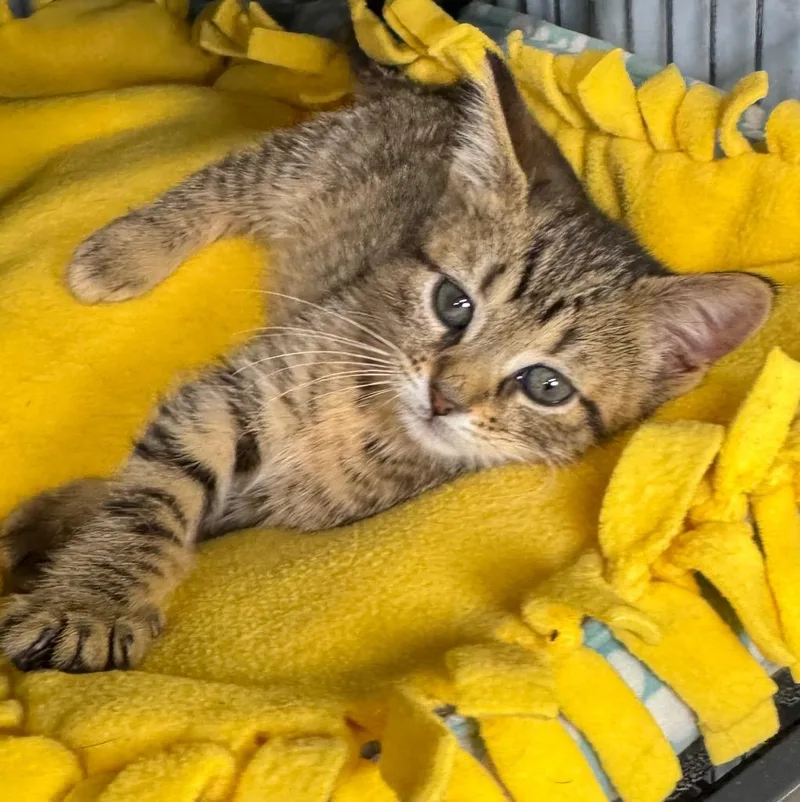 A baby small-sized female Domestic Short Hair cat named Charro for adoption in Saginaw, MI