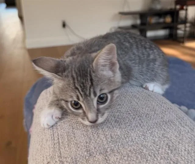 A baby small-sized female Domestic Short Hair cat named Puff for adoption in Chula Vista, CA