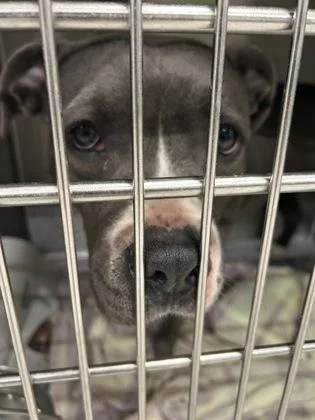 An adult large-sized female Bull Terrier dog named Rena for adoption in Atlanta, GA