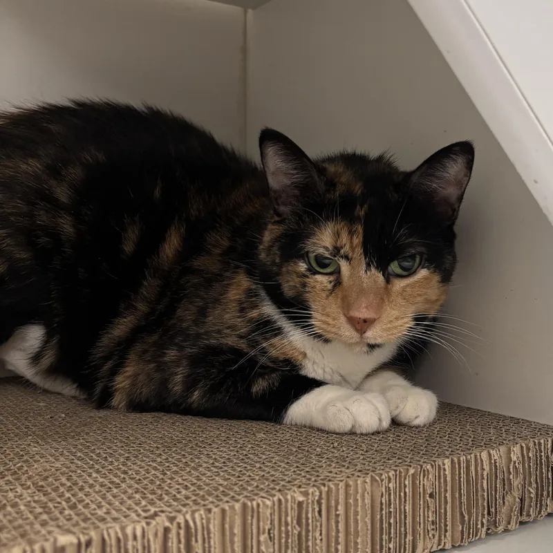 An adult medium-sized female Torbie Domestic Short Hair cat named Sinkhole for adoption in Evanston, IL