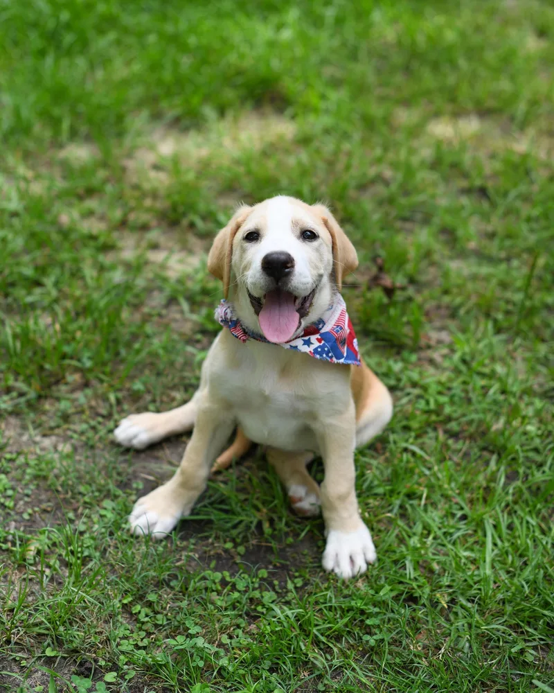 A baby medium-sized male Yellow / Tan / Blond / Fawn Mixed Breed dog named Buddy for adoption in BONIFAY, FL