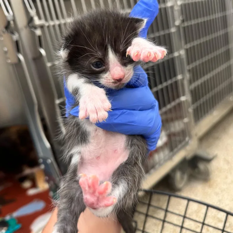 A baby small-sized male Black Domestic Short Hair cat named Rye for adoption in Auburn, AL