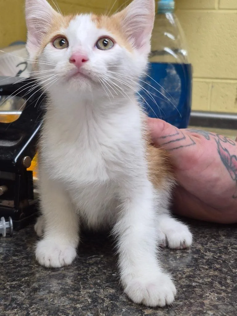 A baby small-sized male Domestic Short Hair cat named General Finn for adoption in Crossville, TN