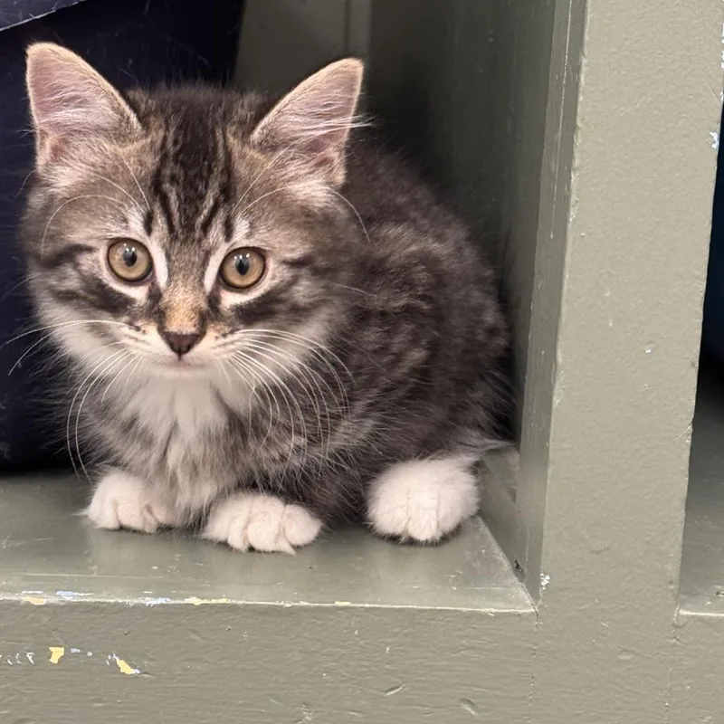 A baby small-sized male Brown / Chocolate Domestic Medium Hair cat named Winston for adoption in Brockton, MA