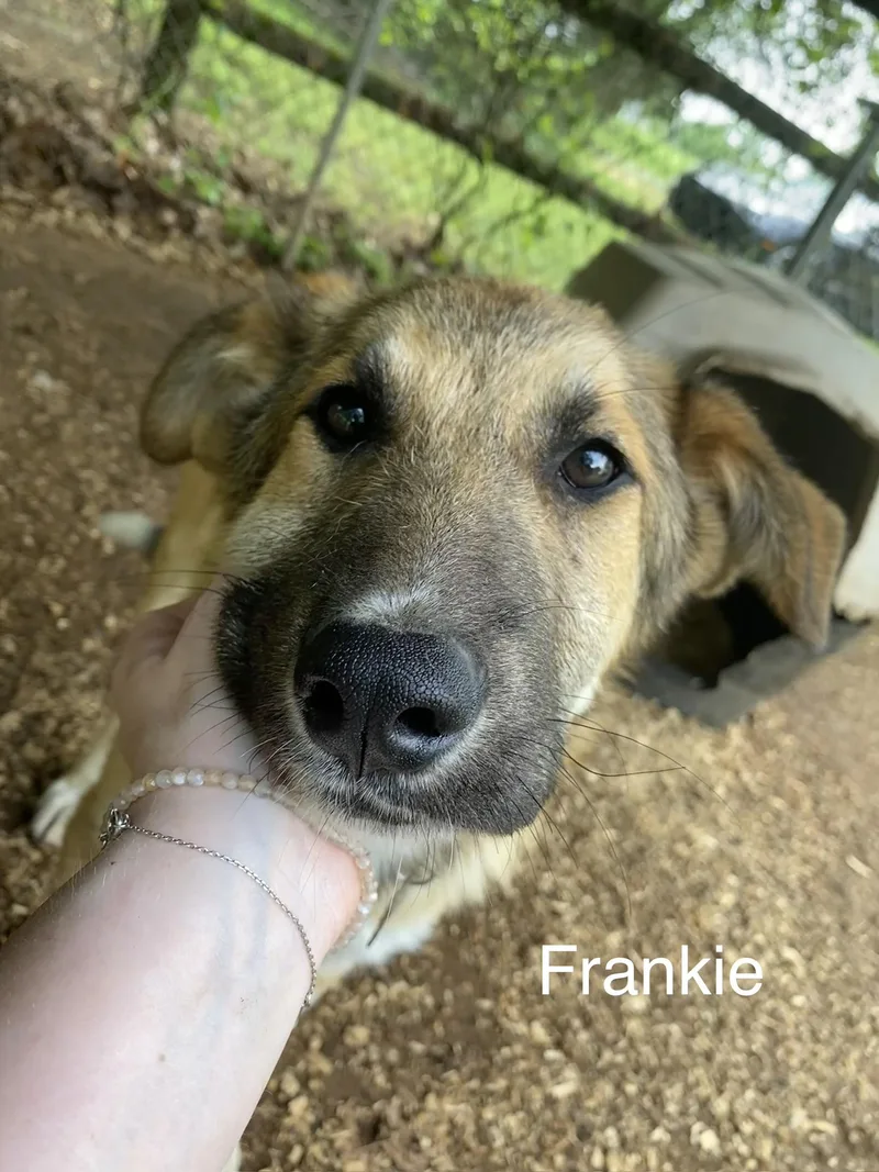 A baby medium-sized male Great Pyrenees dog named Frankie for adoption in Welling, OK