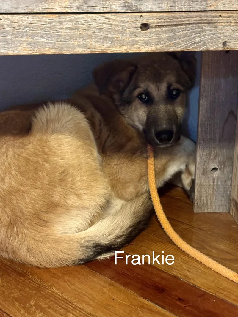 Frankie thumbnail 3