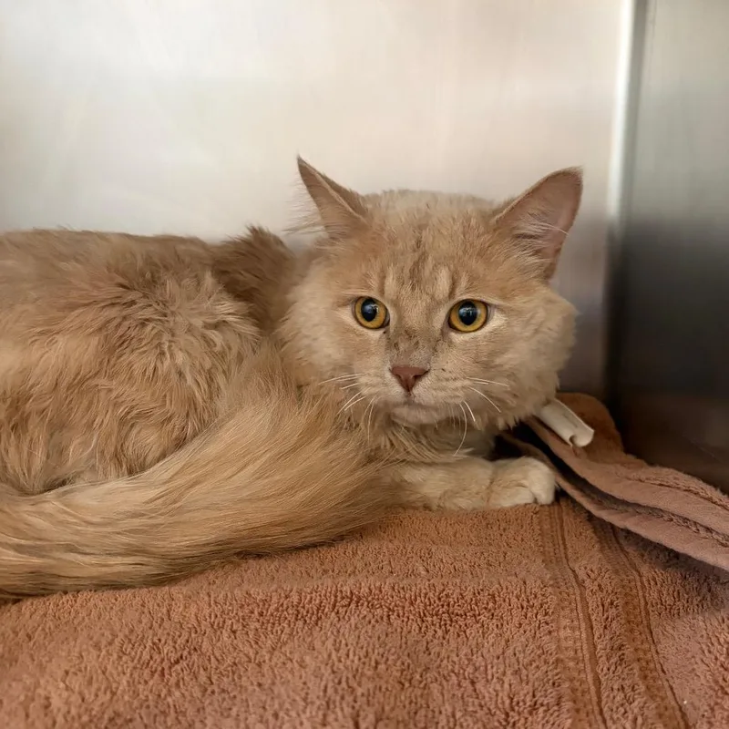 An adult large-sized male Buff / Tan / Fawn Domestic Medium Hair cat named Joker for adoption in Council Bluffs, IA