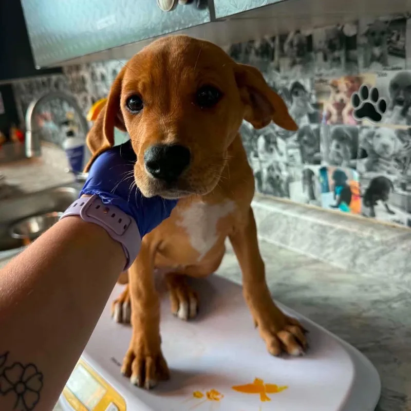 A baby small-sized male Brown / Chocolate Mixed Breed dog named Dylan for adoption in Huntington, WV