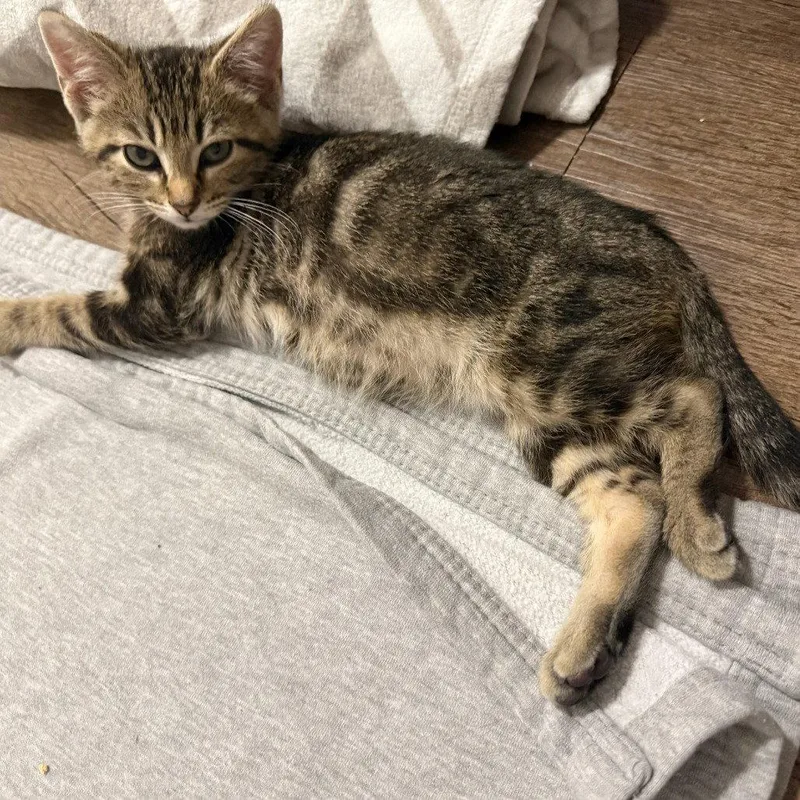 A baby medium-sized male Brown / Chocolate Domestic Short Hair cat named Jake for adoption in Dallas, TX