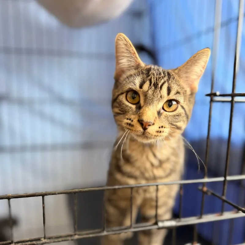 A baby small-sized male Brown / Chocolate Domestic Short Hair cat named Topaz for adoption in Chippewa Falls, WI