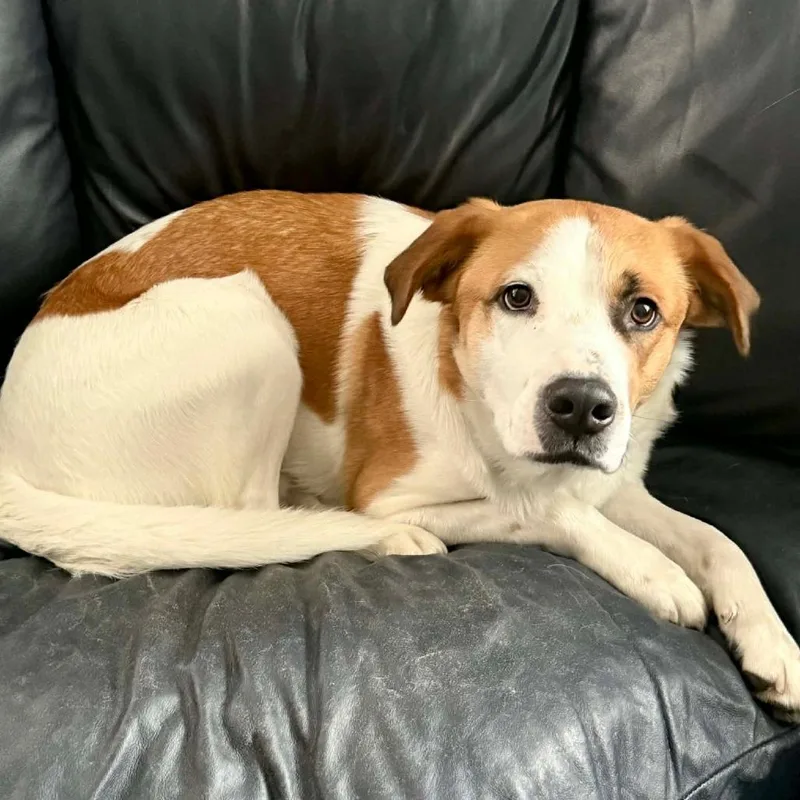 An adult medium-sized male Brown / Chocolate Mixed Breed dog named Duke for adoption in DeKalb, IL