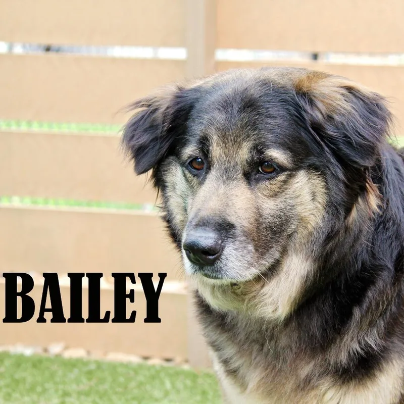 A senior large-sized female Brown / Chocolate Australian Shepherd dog named Bailey for adoption in Mooresville, NC