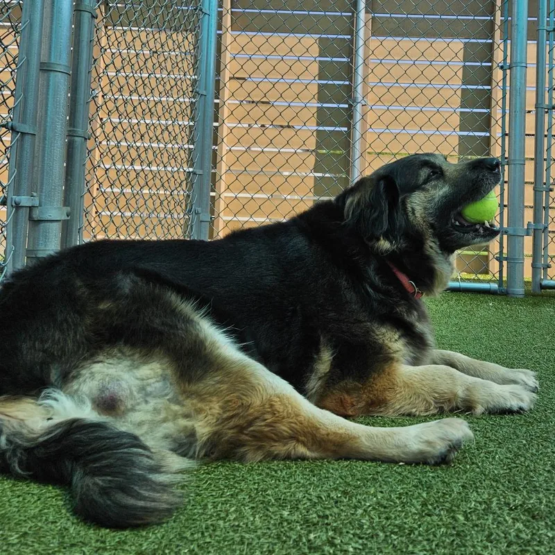 Bailey thumbnail 6