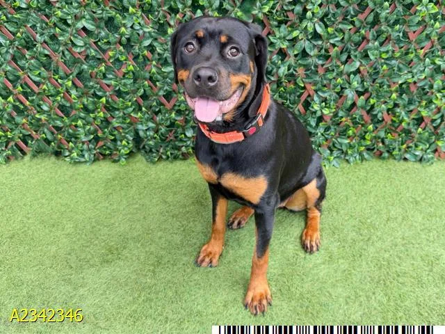 A young large-sized female Mixed Breed dog named Chacha for adoption in West Palm Beach, FL