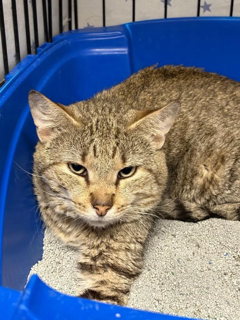 A senior medium-sized male Domestic Short Hair cat named Michael for adoption in Hartford City, IN