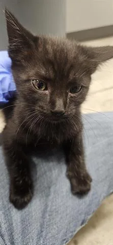 A baby small-sized female Domestic Short Hair cat named Mitzy for adoption in San Martin, CA