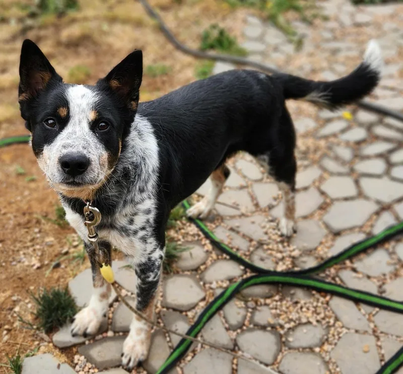 Axle