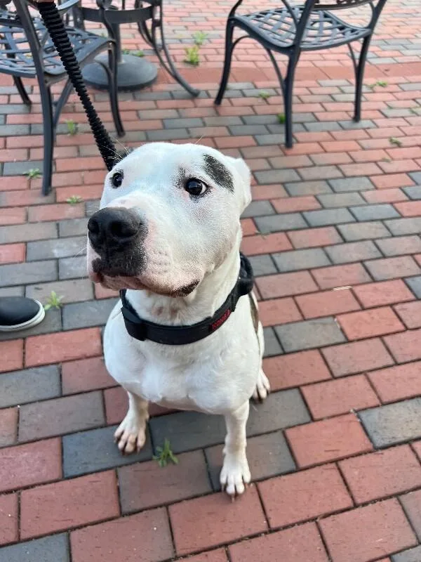 Barkley