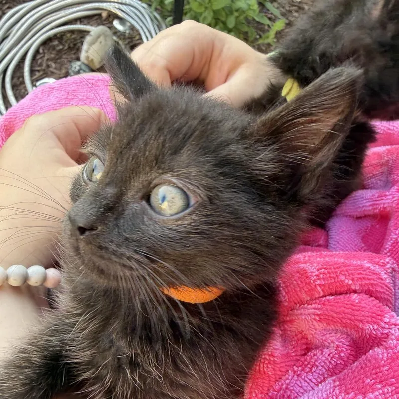 A baby small-sized male Black Domestic Short Hair cat named Erebus for adoption in Bel Air, MD