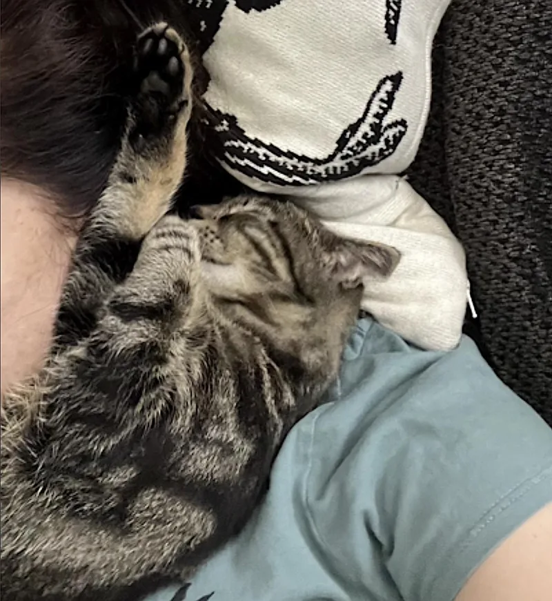 A young medium-sized female Tabby (Brown / Chocolate) Domestic Short Hair cat named Wolfie for adoption in Amherst, MA