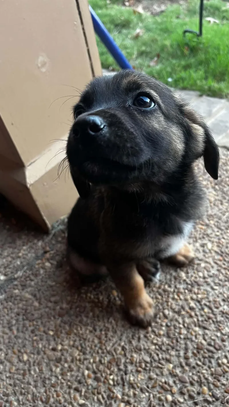 A baby medium-sized male Golden Retriever dog named Henry for adoption in Cordova, TN