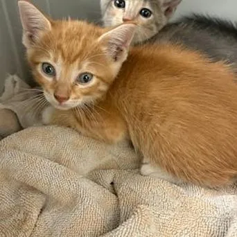A baby small-sized male Domestic Short Hair cat named Dot for adoption in Bastrop, TX
