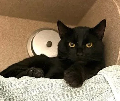 An adult medium-sized male Domestic Short Hair cat named Ready Spaghetti for adoption in Washington, DC