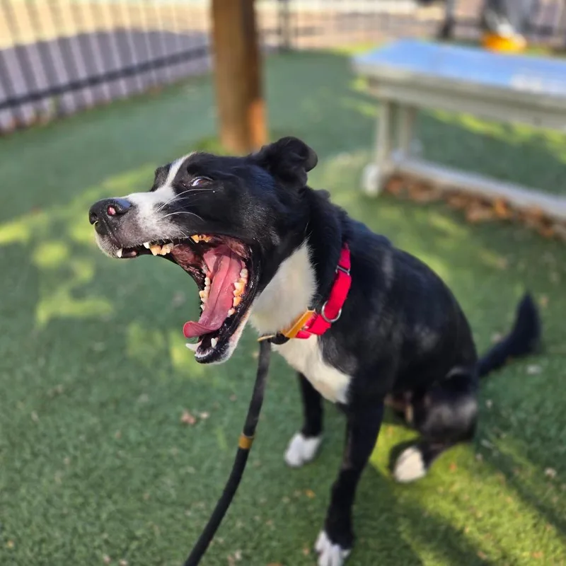 An adult medium-sized male Black Labrador Retriever dog named Snoop for adoption in Saint Louis, MO