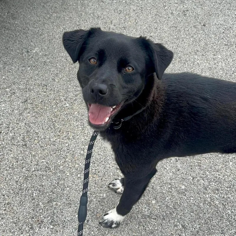 An adult small-sized male Black Labrador Retriever dog named Draco for adoption in Pittsburgh, PA