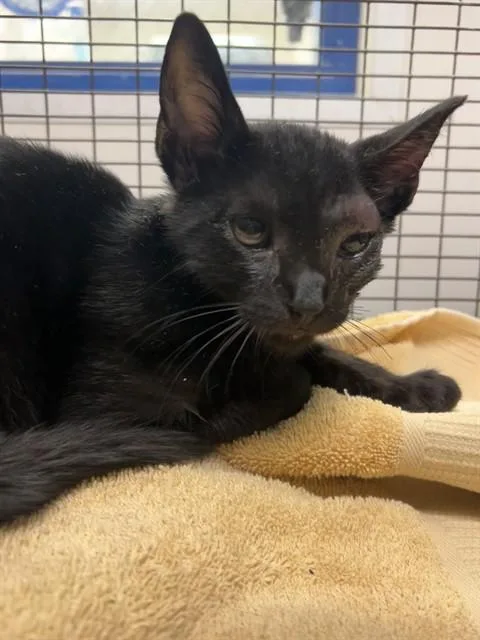 A young small-sized male Domestic Short Hair cat named Mittens for adoption in Miami, FL